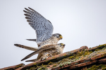 Zwei Turmfalken bei der Paarung auf einem Dach