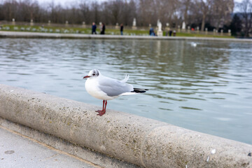 Seagull perched by tranquil pond in urban park during a calm afternoon