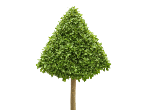 Isolated Topiary Tree Shape