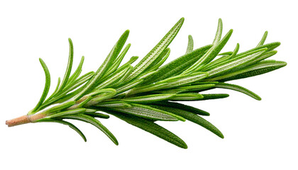 Fototapeta premium Green fresh rosemary isolated on white background clipping path