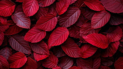 Vibrant red leaves covering the ground in a serene autumn setting