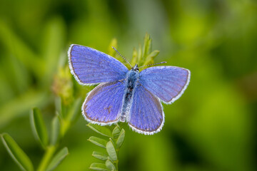 Ein Makro-Aufnahme von einem Schmetterling Hauhechel-Bläuling 