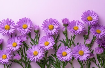 Purple asters on a delicate light lilac background