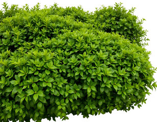 Obraz premium Lush Green Bush with Vibrant Foliage, isolated on white or transparent png background
