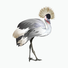 Crowned crane in realistic style vector image