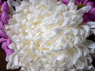 Macro nature photo, top view of the blooming Chrysanthemum flower, pink petals, big bud. The mum is November’s birth flower, beautiful for autumn. Perennial in the family Asteraceae.