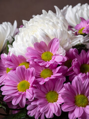Macro nature photo, top view of the blooming Chrysanthemum flower, pink petals, big bud. The mum is November&rsquo;s birth flower, beautiful for autumn. Perennial in the family Asteraceae.