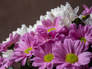 Macro nature photo, top view of the blooming Chrysanthemum flower, pink petals, big bud. The mum is November&rsquo;s birth flower, beautiful for autumn. Perennial in the family Asteraceae.