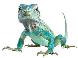 Obraz premium Isolated Green Iguana Standing