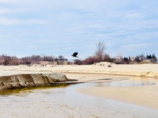 a crow flies over the sea