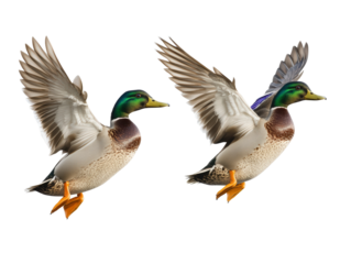 Isolated Two Flying Mallard Ducks
