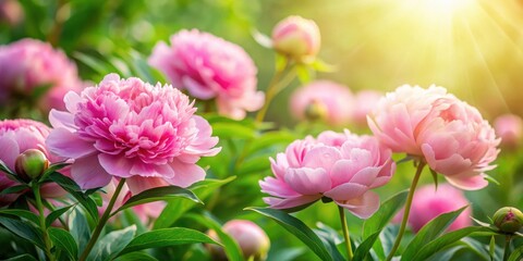 Naklejka premium Delicate pink peony flowers in a soft focus background with lush greenery and subtle sunbeams filtering through the foliage, garden background, pink blooms