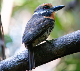 fantastic and incredible little carijó boy from the Amazon Tamatia tamatia