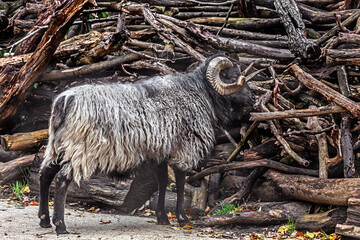 Heidschnucke ram at the heap of wood