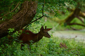 Beautiful hind ,,red deer Cervus elaphus,, on its natural environment, Danubian wetland, Slovakia