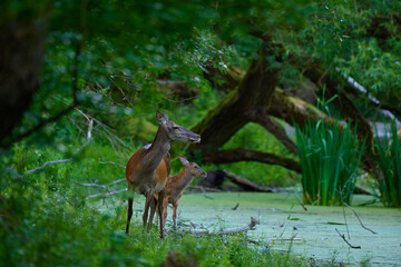 Beautiful hind ,,red deer Cervus elaphus,, on its natural environment, Danubian wetland, Slovakia