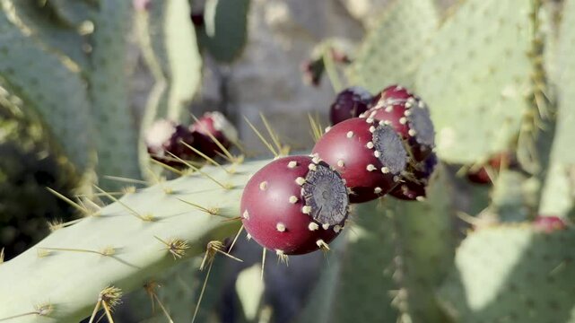 Prickly pear cactus with ripe red fruits in desert sunlight