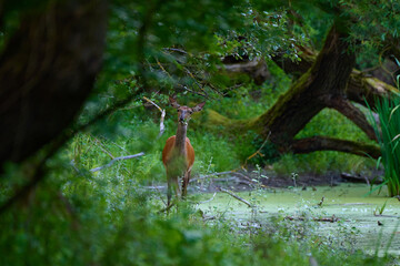 Beautiful hind ,,red deer Cervus elaphus,, on its natural environment, Danubian wetland, Slovakia