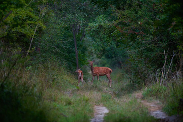 Beautiful hind ,,red deer Cervus elaphus,, on its natural environment, Danubian wetland, Slovakia