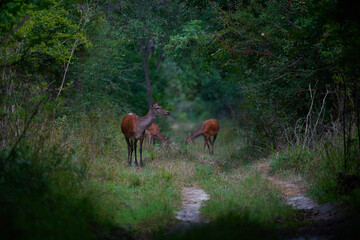Beautiful hind ,,red deer Cervus elaphus,, on its natural environment, Danubian wetland, Slovakia