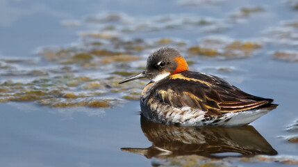 Red-necked phalarope, Phalaropus lobatus, birds of Greenland  © dule964