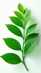 Obraz premium Emerald foliage isolated against crisp white background, botanical photography, leafy green