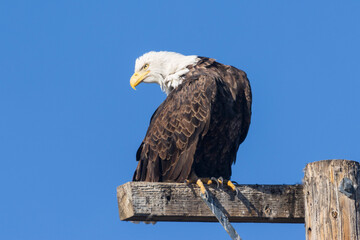 A majestic Bald Eagle (Haliaeetus leucocephalus) preening atop a man-made perch in Tule Lake National Wildlife Refuge under a clear blue sky.