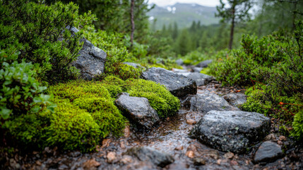 Obraz premium Lush green moss and rocky path beside a serene stream in a forest
