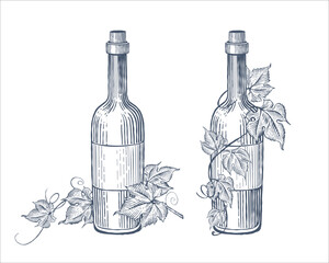 Hand drawn wine bottles and grape vine. Vector illustration

