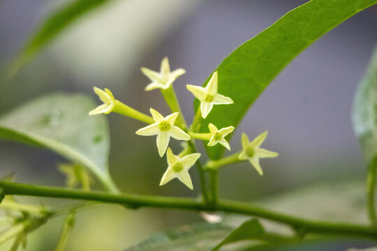 Close-up of Night-blooming jasmine flowers, scientifically known as Cestrum nocturnum, and also known as night queen, night jasmine, and night-scented jessamine.