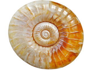 Isolated Whole Nautilus Shell