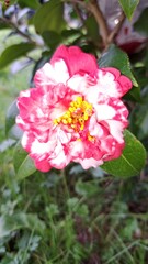 Camelia