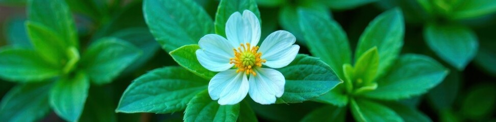 Obraz premium Emerald green leaves and turquoise flower petals surrounding a delicate white flower, garden, foliage