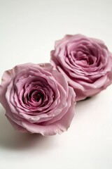 Fototapeta premium Pink roses sit atop a clean white table, perfect for a romantic dinner or special occasion