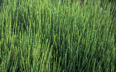 Wild green broom broom plant background horizontally