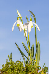 Schneegl&ouml;ckchen freigestellt vor blauem Himmel