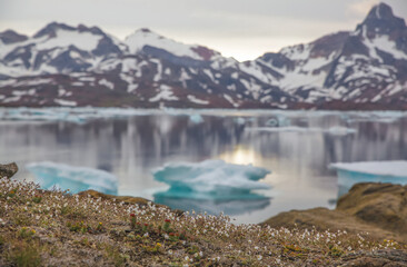 Greenland's summer landscape. Cerastium alpinum northernmost flower. Blurred iceberg background and flowering tundra.