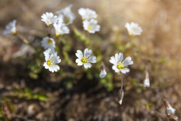 Cerastium alpinum, commonly called alpine mouse-ear or alpine chickweed. Northern flower of the tundra of Greenland. Bunch of white flowers are in a field