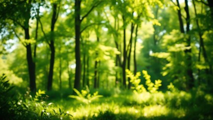 Obraz premium Serene Summer Forest A Soft Focus Image of Lush Greenery and Sunlight Dappling Through the Trees