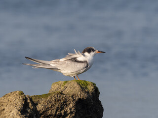 A juvenile Common Tern sitting up on a rock with ocean in the background
