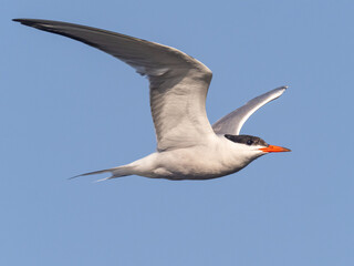 Close up of an adult Common Tern in flight