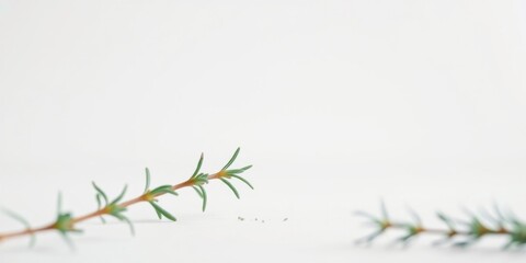 Obraz premium Minimalist sprig arrangement on white background, showcasing delicate green plant stems and small leaves