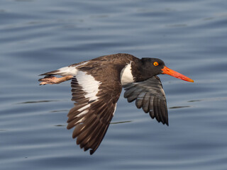 Close up of an adult American Oystercatcher in flight over water