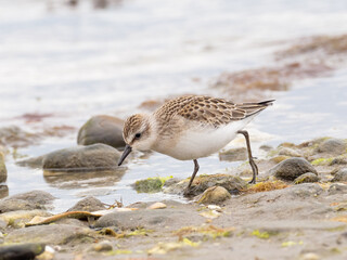 A juvenile Semipalmated Sandpiper feeding at the water's edge