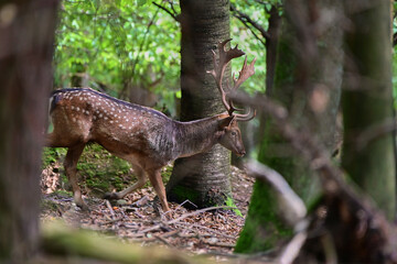 Beautiful fallow deer ,,stag dama dama,, on wilderness of Carpathian forest, Slovakia