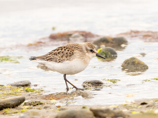 A juvenile Semipalmated Sandpiper feeding at the water's edge