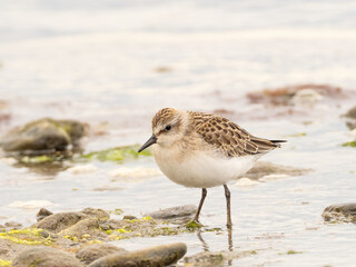 A juvenile Semipalmated Sandpiper feeding at the water's edge