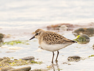 A juvenile Semipalmated Sandpiper feeding at the water's edge