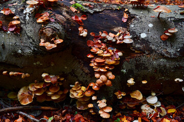 Fallen Tree with Mushrooms