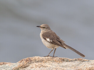 A Northern Mockingbird perched up in profile on a rock